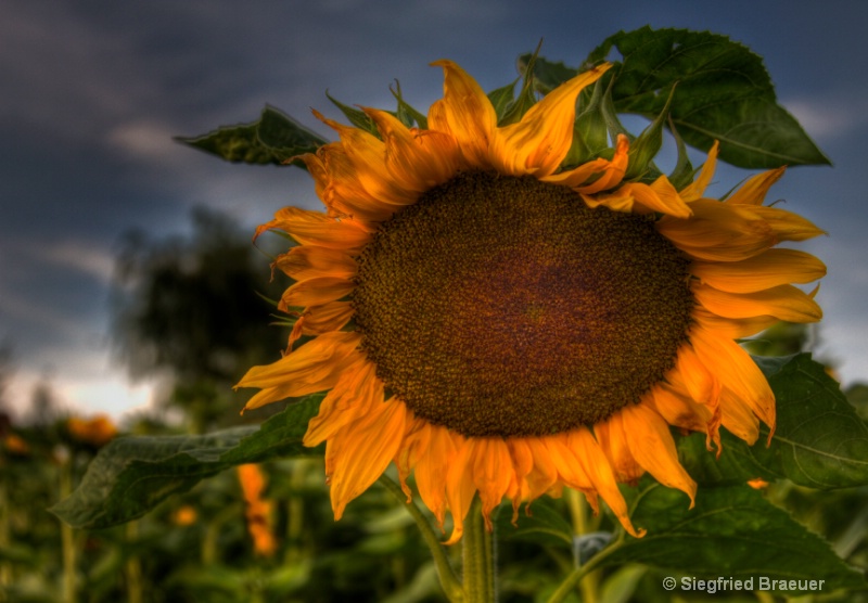Sunflower, HDR
