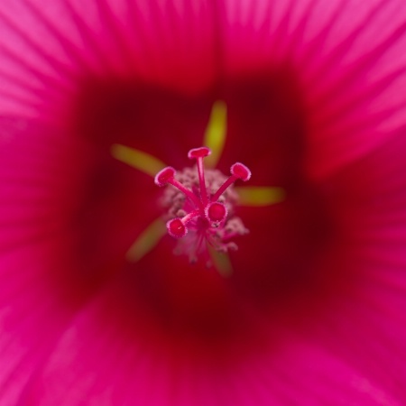 Center of a Hibiscus