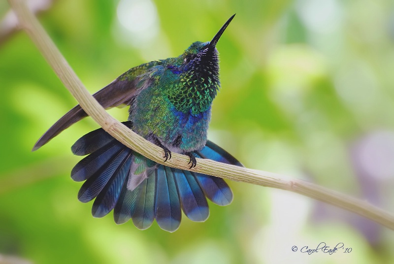 Sparkling Violet Ear Hummingbird - ID: 10619351 © Carol Eade