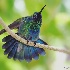 2Sparkling Violet Ear Hummingbird - ID: 10619351 © Carol Eade