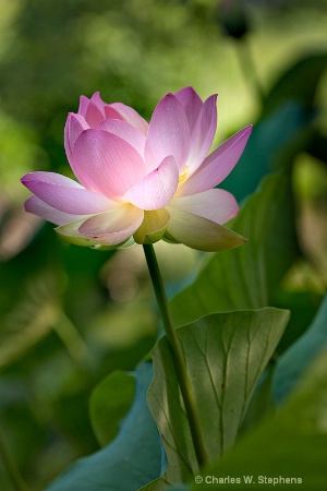 Lotus Light