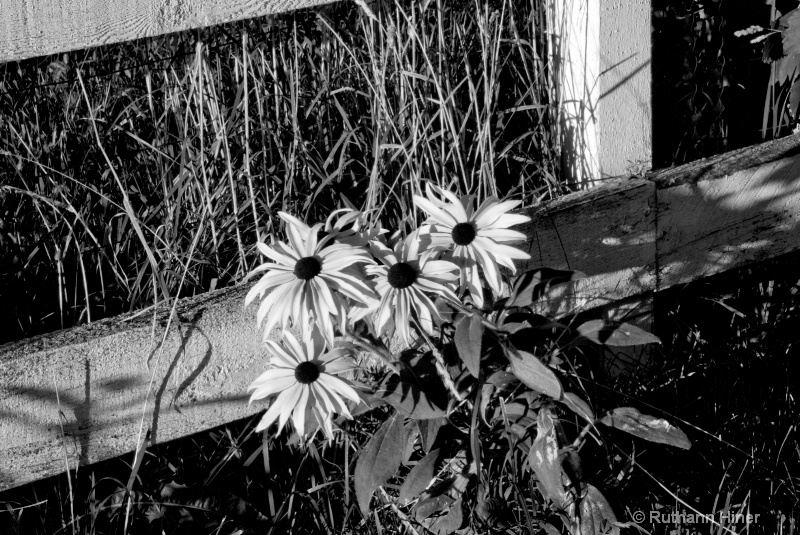 Flowers and Fence 