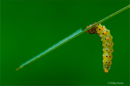 The Underside of a Caterpillar