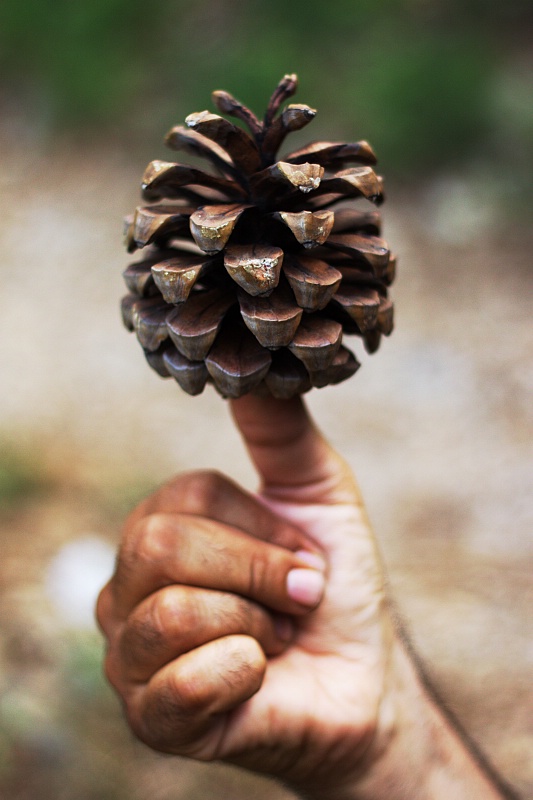 A pine thumbs up