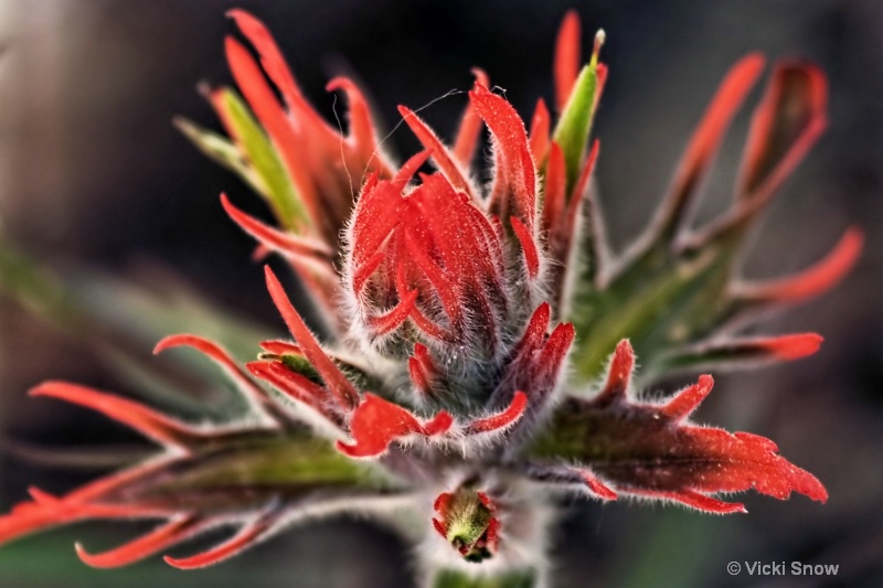 Indian Paint Brush