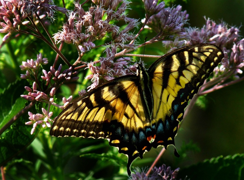 Backlit perfect swallowtail