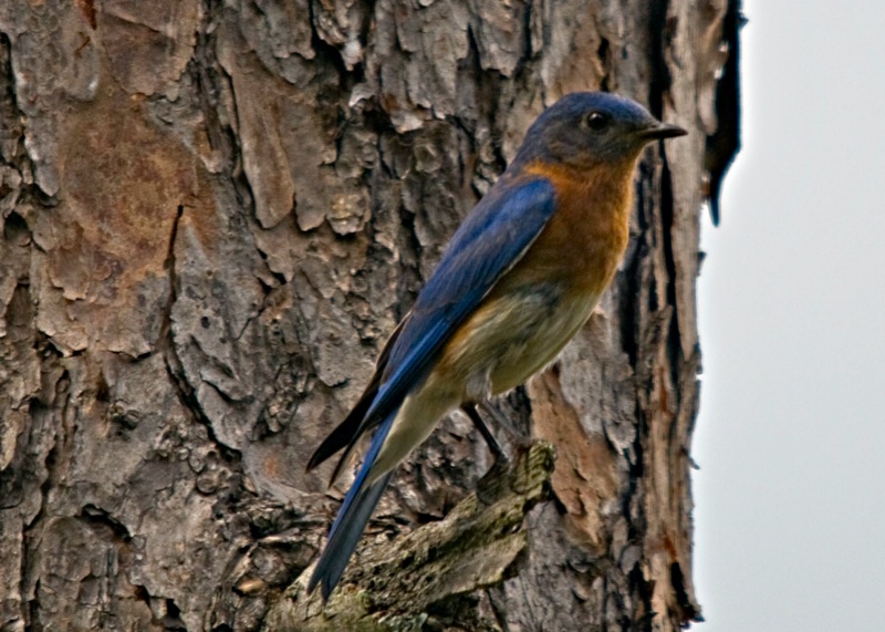 EASTERN BLUE BIRD