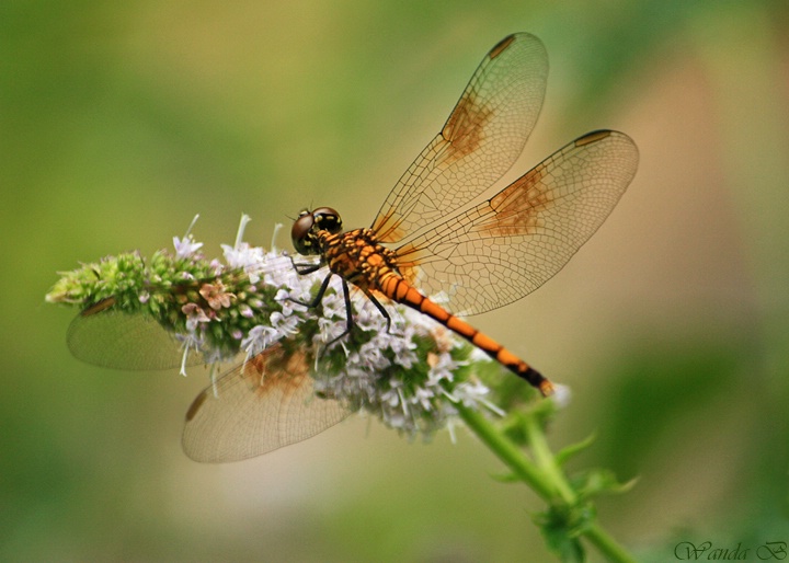Dragonfly on Mint