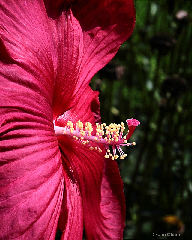 Hibiscus Profile