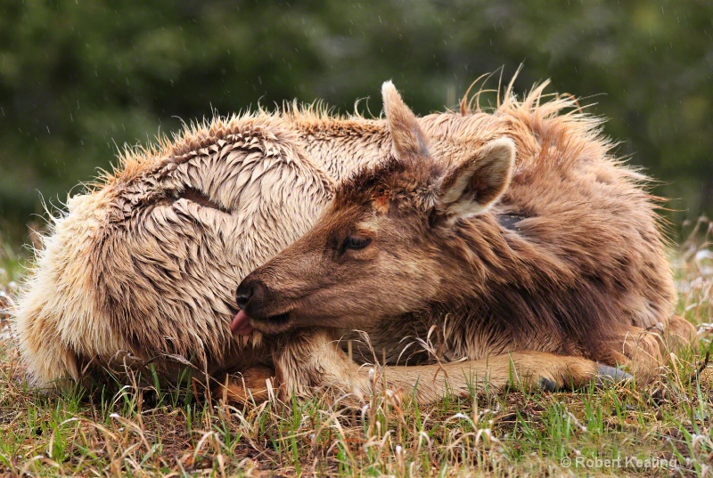 baby-elk-bathing-10-37