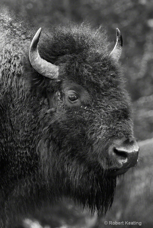 Bison Profile