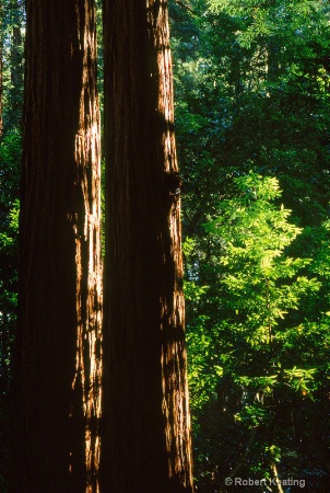 Redwood Trees         