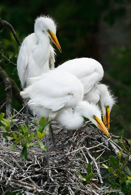 Baby Egret Trio