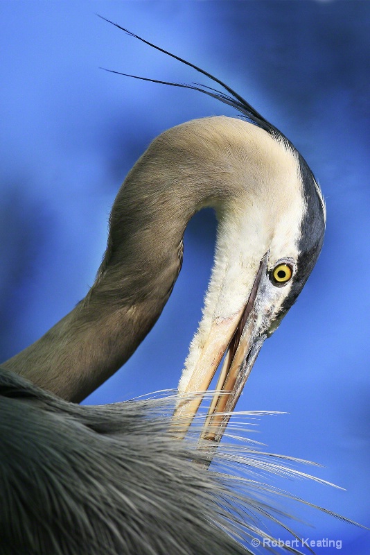 Heron's Eye