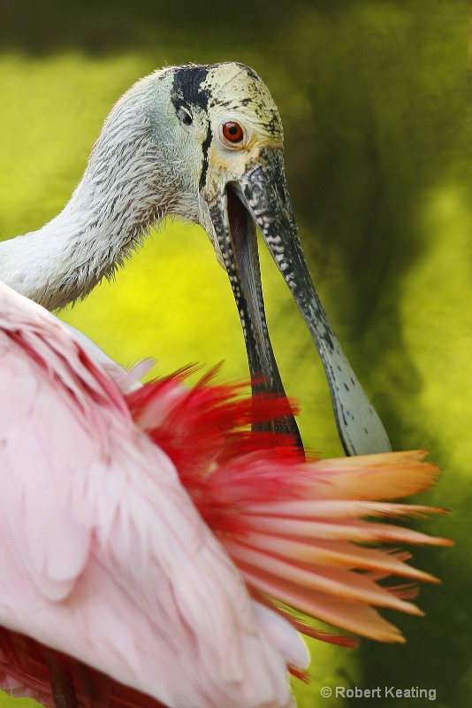 Roseate Spoonbill