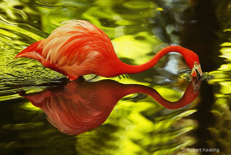 Water Flamingo