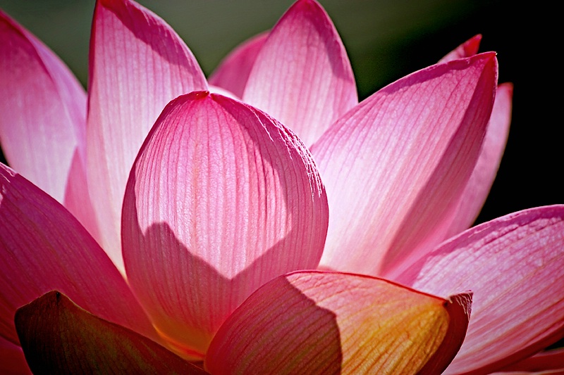 Lotus Light