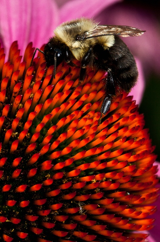 Bee, Dazzled, & Spider