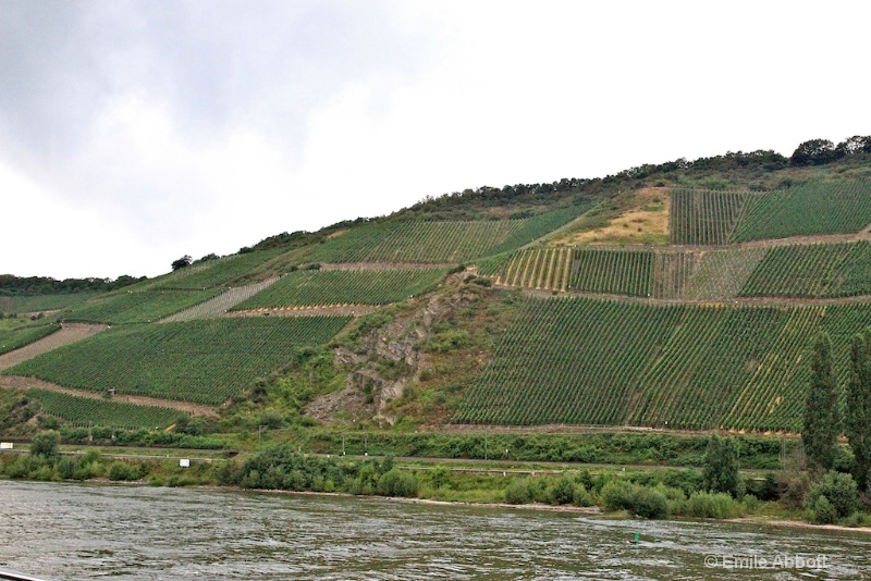 Vineyards along Rhine - ID: 10626935 © Emile Abbott