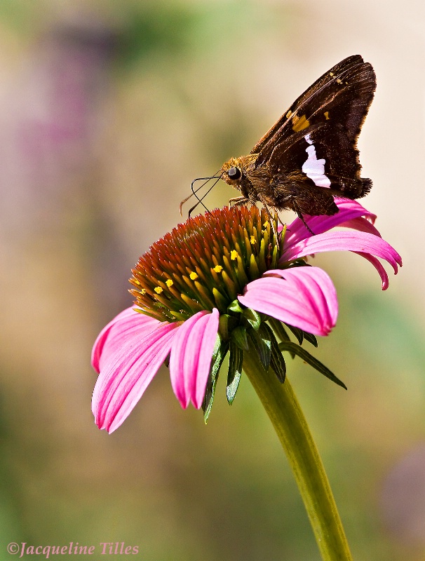 Silver Spotted Skipper on Coneflower - ID: 10627622 © Jacqueline A. Tilles