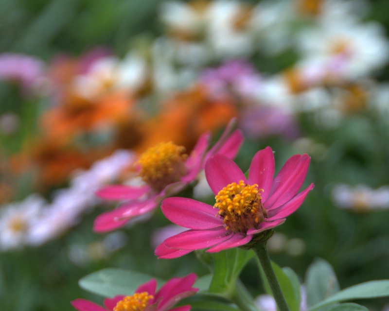 Pink Flower and Daisies