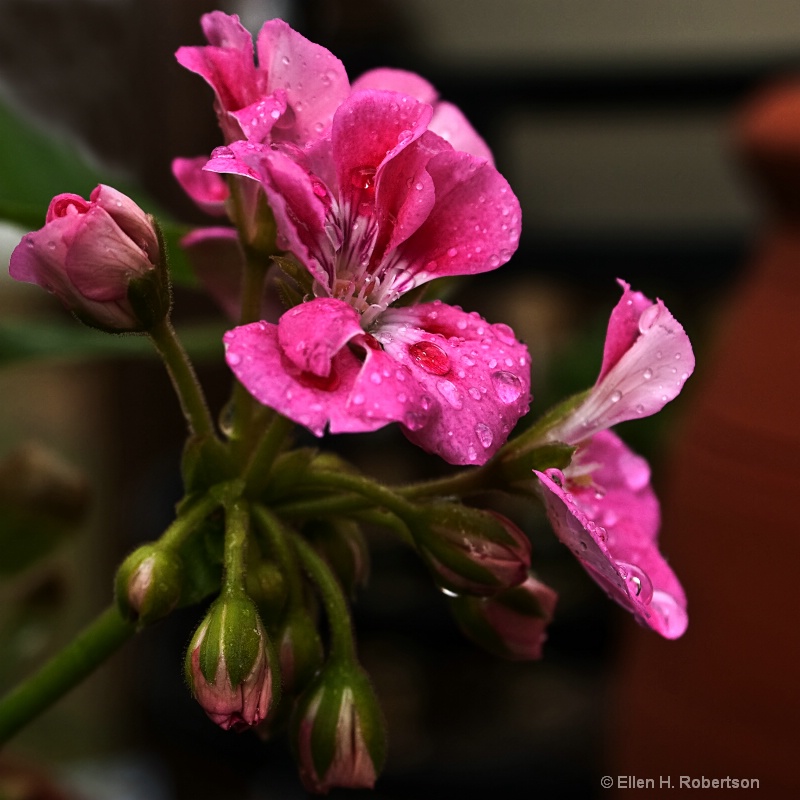 summer shower