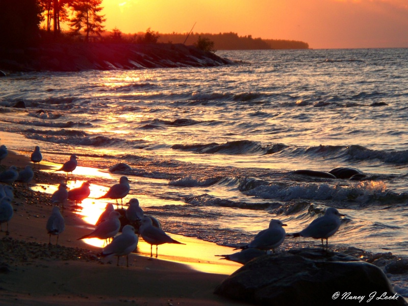 Seagulls in the Sunset