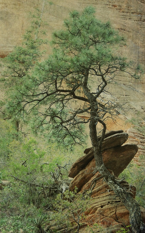 Ponderosa Pine Zion Canyon Utah