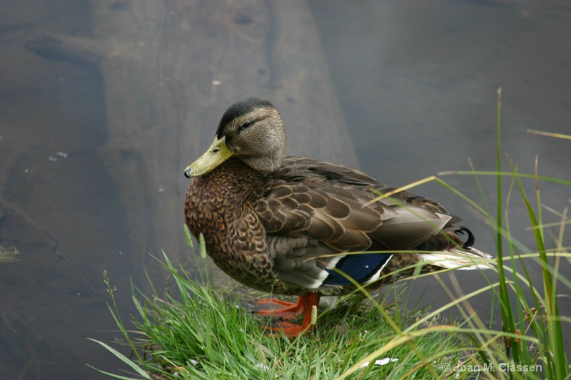 Lone Duck