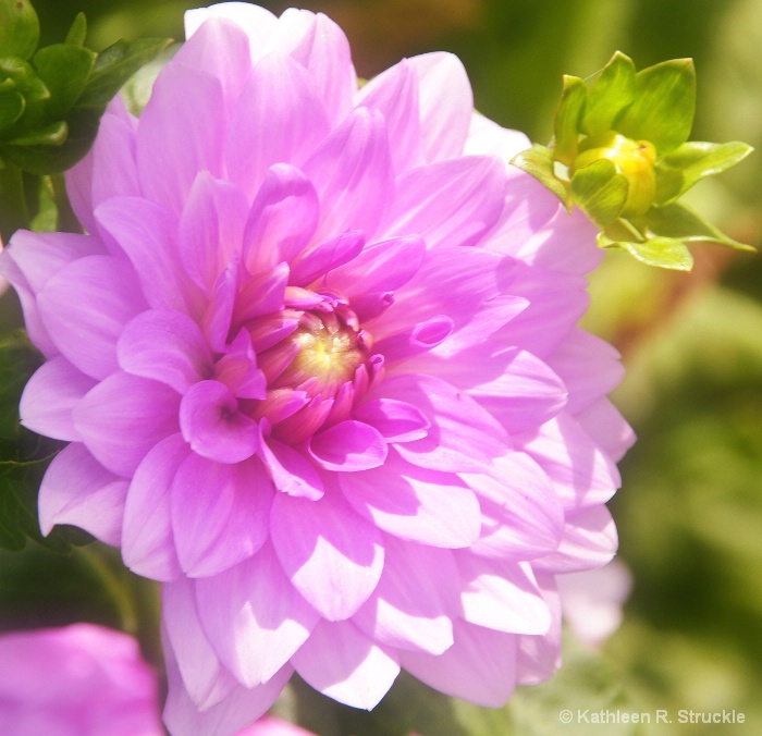 Pink Dahlia