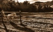 Indian Summer