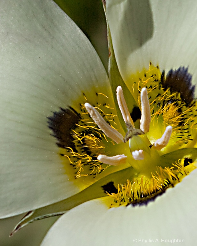 Mariposa Lily Up Close