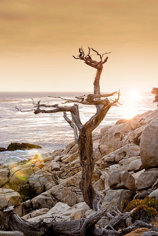 One of the "Ghost Trees" at 17 Mile Drive - ID: 10630160 © Susan M. Reynolds