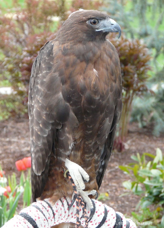 An Awesome Hawk