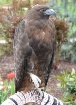 An Awesome Hawk