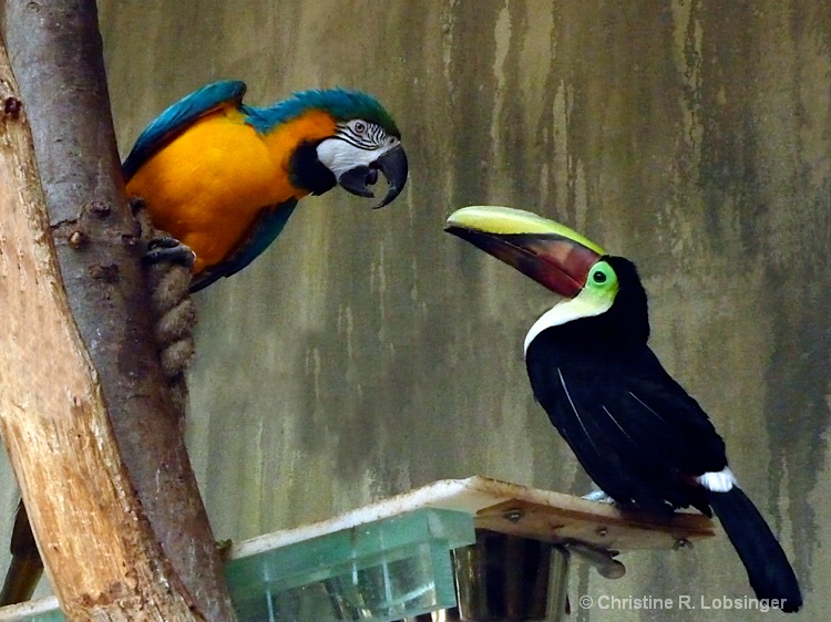 Toucan Intrusion...