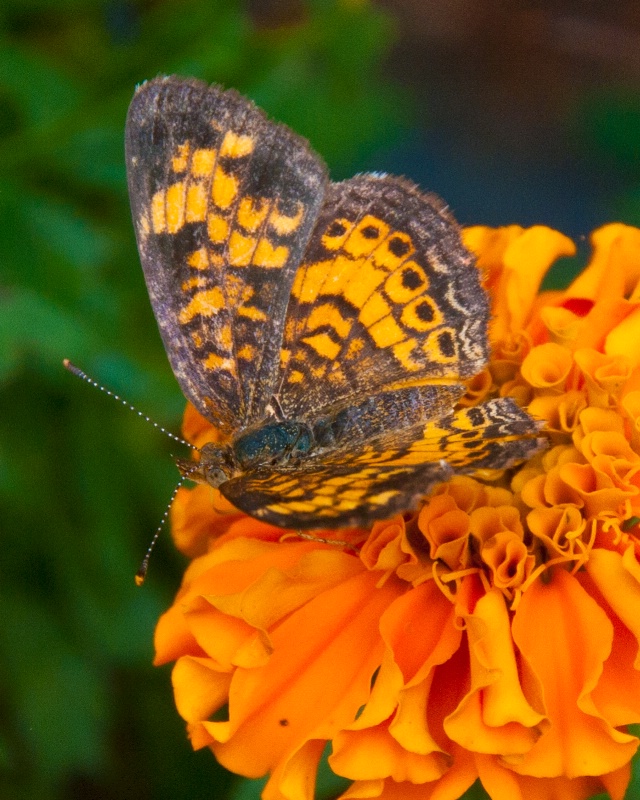 Pearl Crescent Butterfly on Marigold