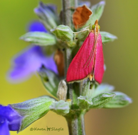 Southern Crimson Moth - Pyrausta Inornatalis