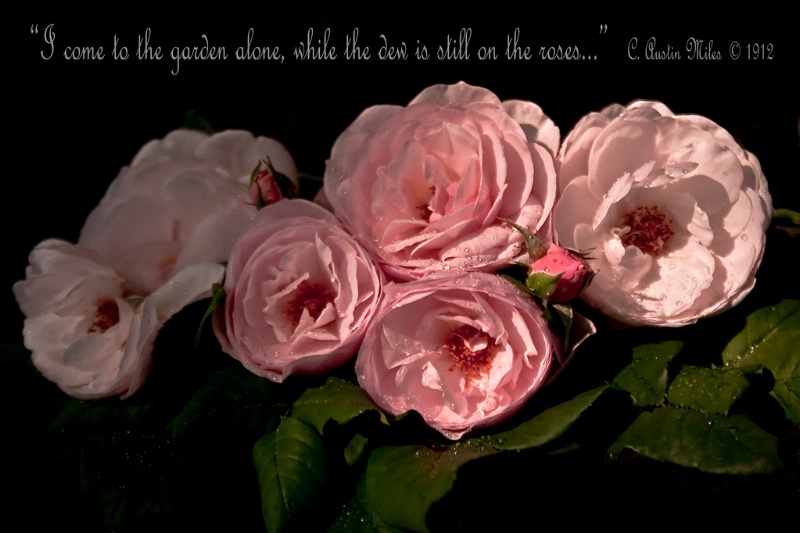 Roses At Dawn 1 - ID: 10636506 © Susan M. Reynolds