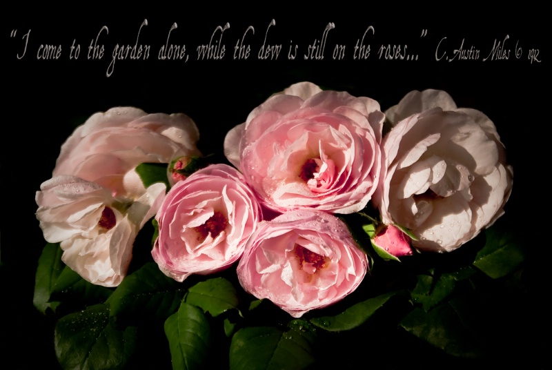 Roses At Dawn - ID: 10636508 © Susan M. Reynolds