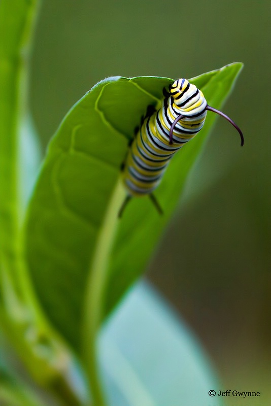 Monarch Caterpillar - ID: 10637634 © Jeff Gwynne
