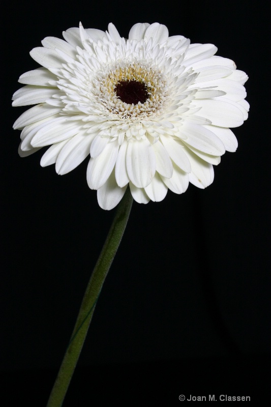 Lone Gerbera