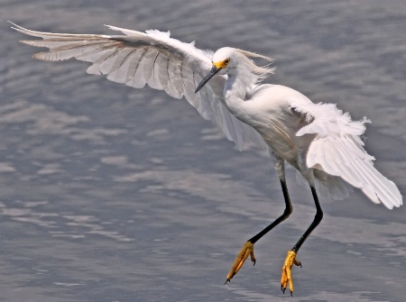Arriving Snowy Egret