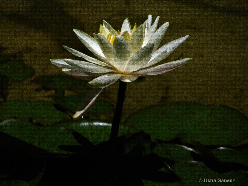 Tiled Water Lily