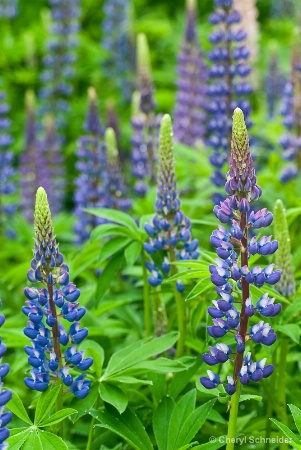 Lupines IV