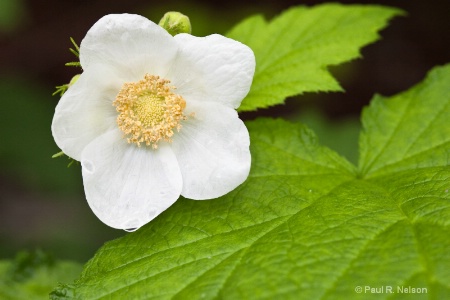 Thimbleberry Blossom in the Mist