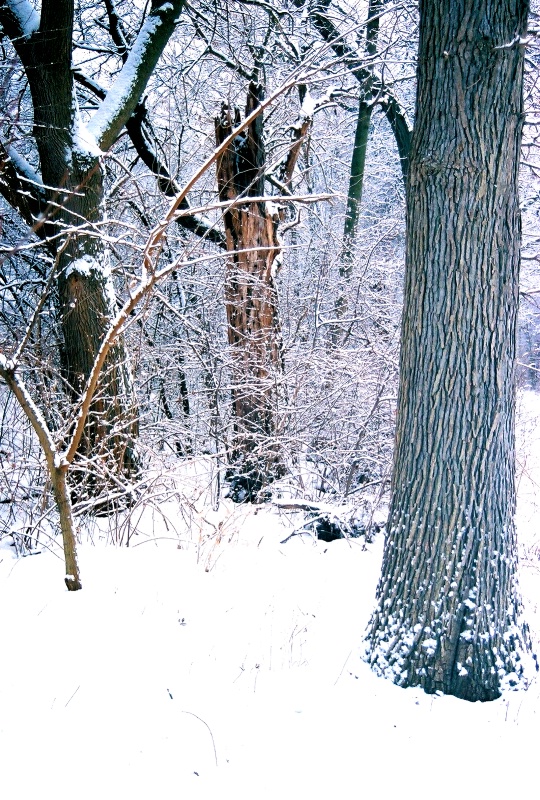 Three Winter Trees
