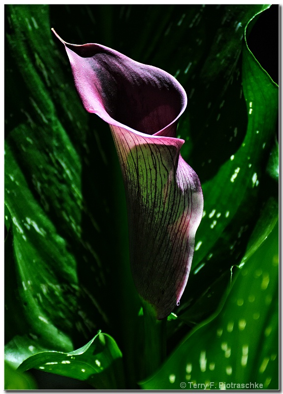 Purple Calla - ID: 10641073 © Terry Piotraschke