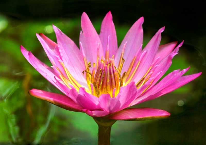 Pink Water Lily