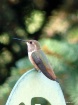 ~Wee Humming Bird...